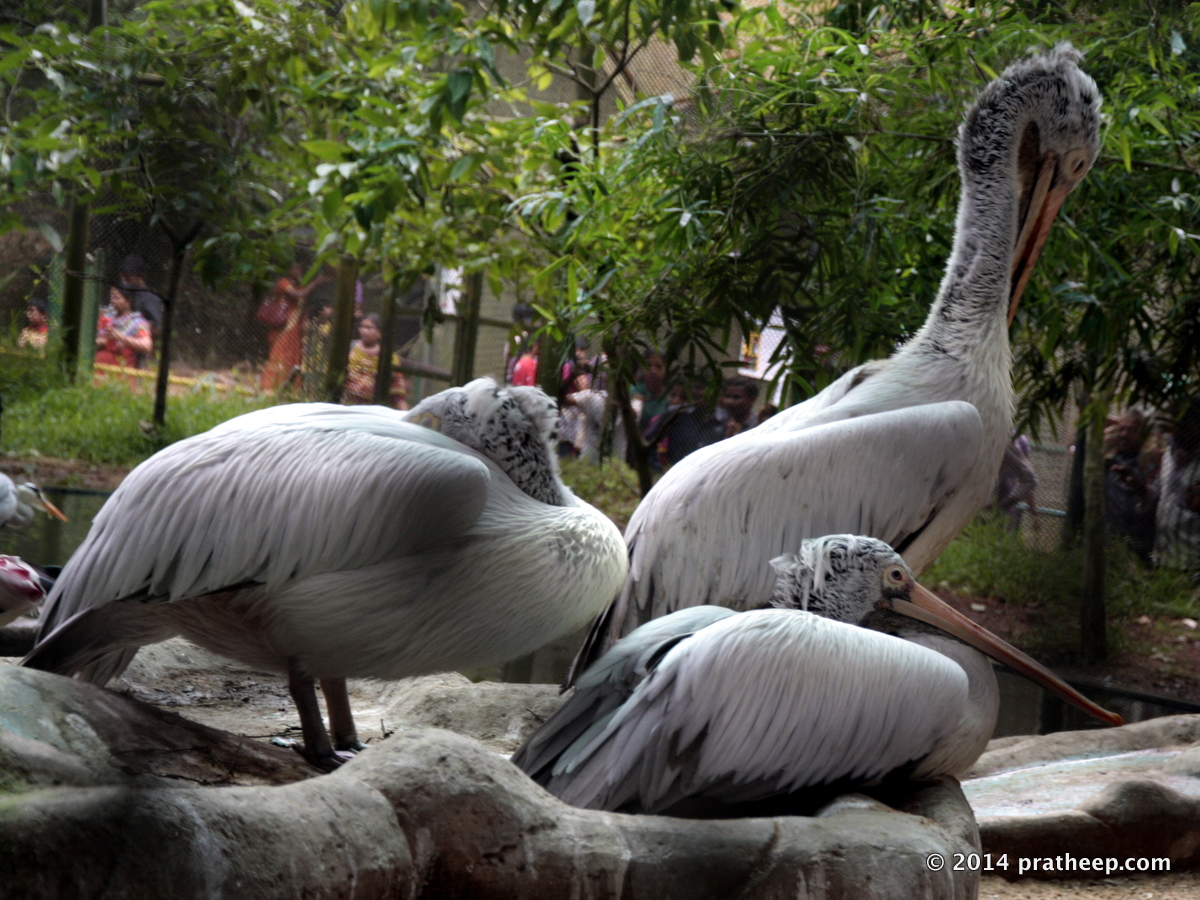 @ Trivandrum Zoo