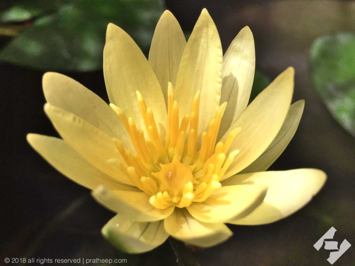 Nymphaea mexicana is native to the Southern United States and Mexico. Common names include yellow water lily, Mexican water lily and banana water lily.