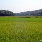 Rice fields at Kottukkal Rice fields at Kottukkal