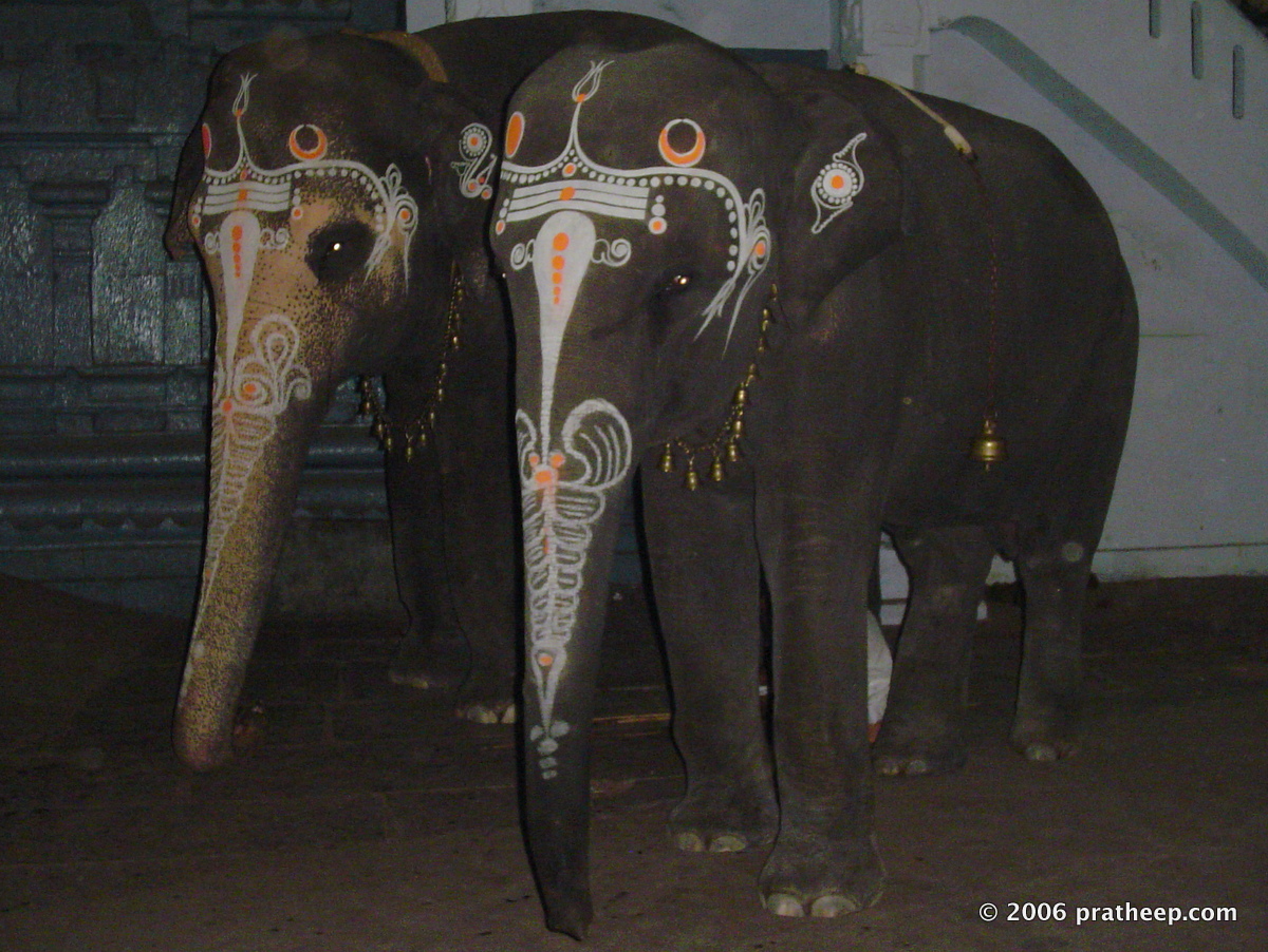 Kamachiamman Temple Elephants . Not sure why they are decorated so...just for aesthetics or for any other reasons.
