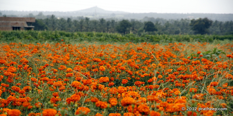 Marigold field near Hassan, Karnataka