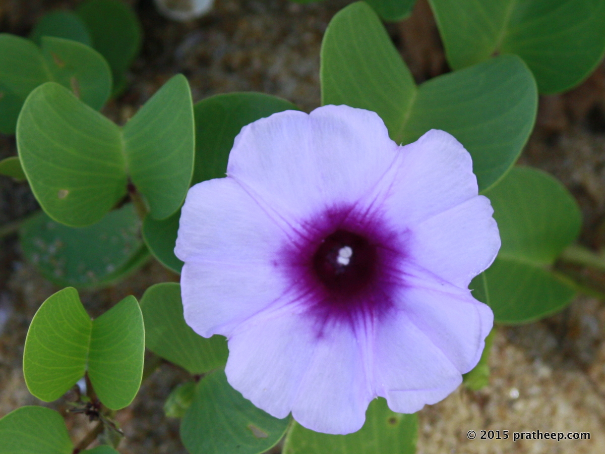 Also called Bayhops or Beach Morning Glory (Ipomoea pes-caprae ) is a creeper easily found on the upper edges of lonely/undeveloped beaches.
This creper earns its name due to the shape of its leaves, with resemblance to the paired hoof prints of a goat.
The seeds are unaffected by salt water and usually carried by the ocean waves, so the spread of this vine along the coastlines. 