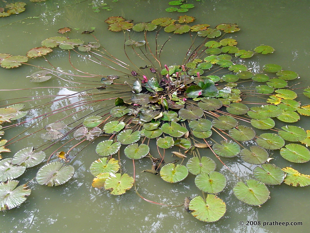 Inside Ranganathttu Bird Sanctuary on the banks of Kaveri River 