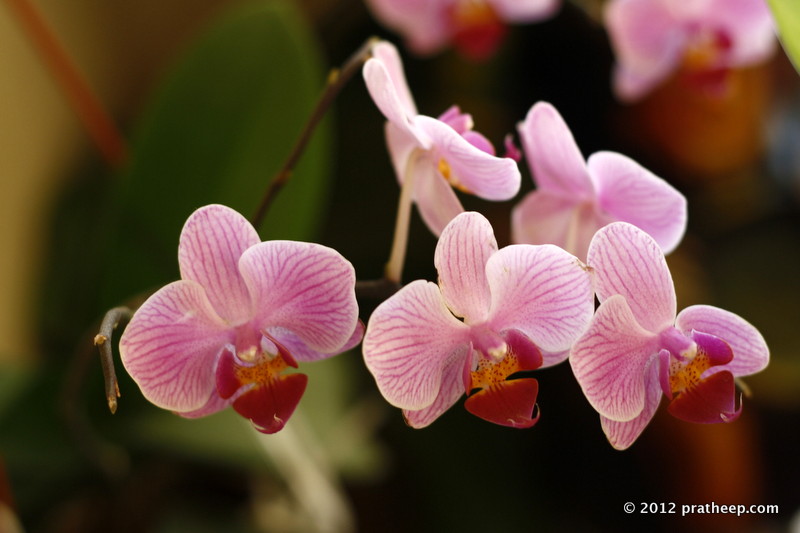 Phal ( Phalaenopsis ) popularly called as moth orchid ( thanks to the petal shape) . Shot at home garden.