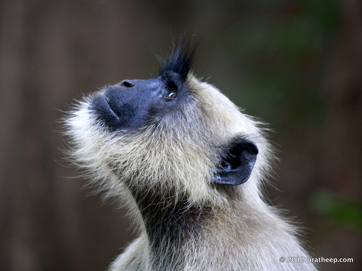 Also called the Northern plains Gray langur