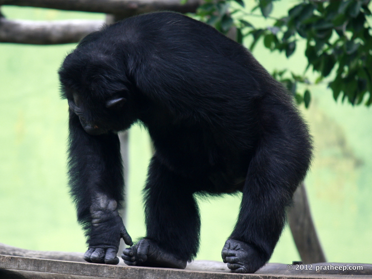 Chimpanzee @ Mysore Zoo