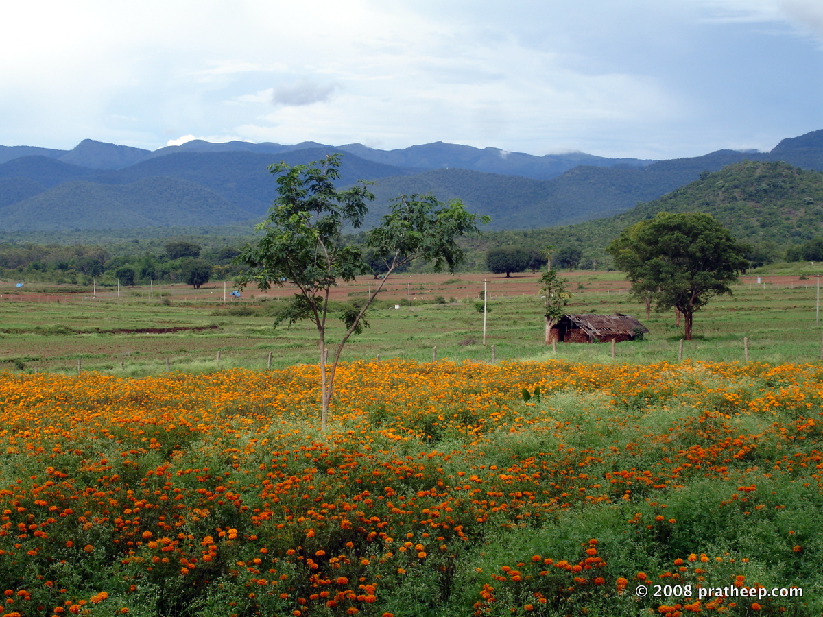 Marigold farms in Gundlupet, Karnataka