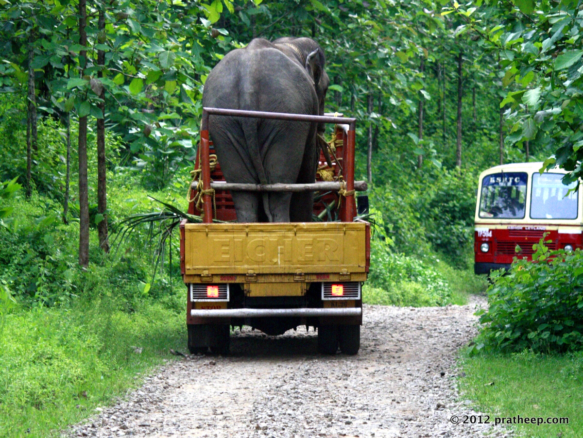 The lone KSRTC bus service through the forest to Achankoil. That elephant was taken back from a movie shooting location inside the forest. 