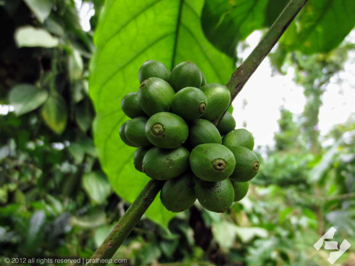 A coffee bean is a seed of the coffee plant and the source for coffee. It is the pit inside the red or purple fruit often referred to as a cherry. Just like ordinary cherries, the coffee fruit is also a so-called stone fruit. Even though the coffee beans are seeds, they are referred to as 