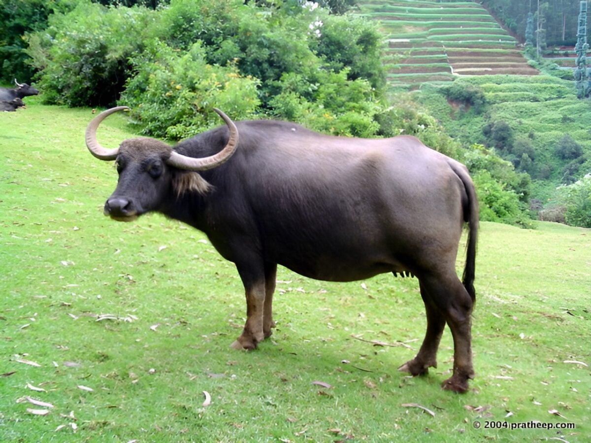 Toda Buffalo in Ootacamund ( Nilgiris) 