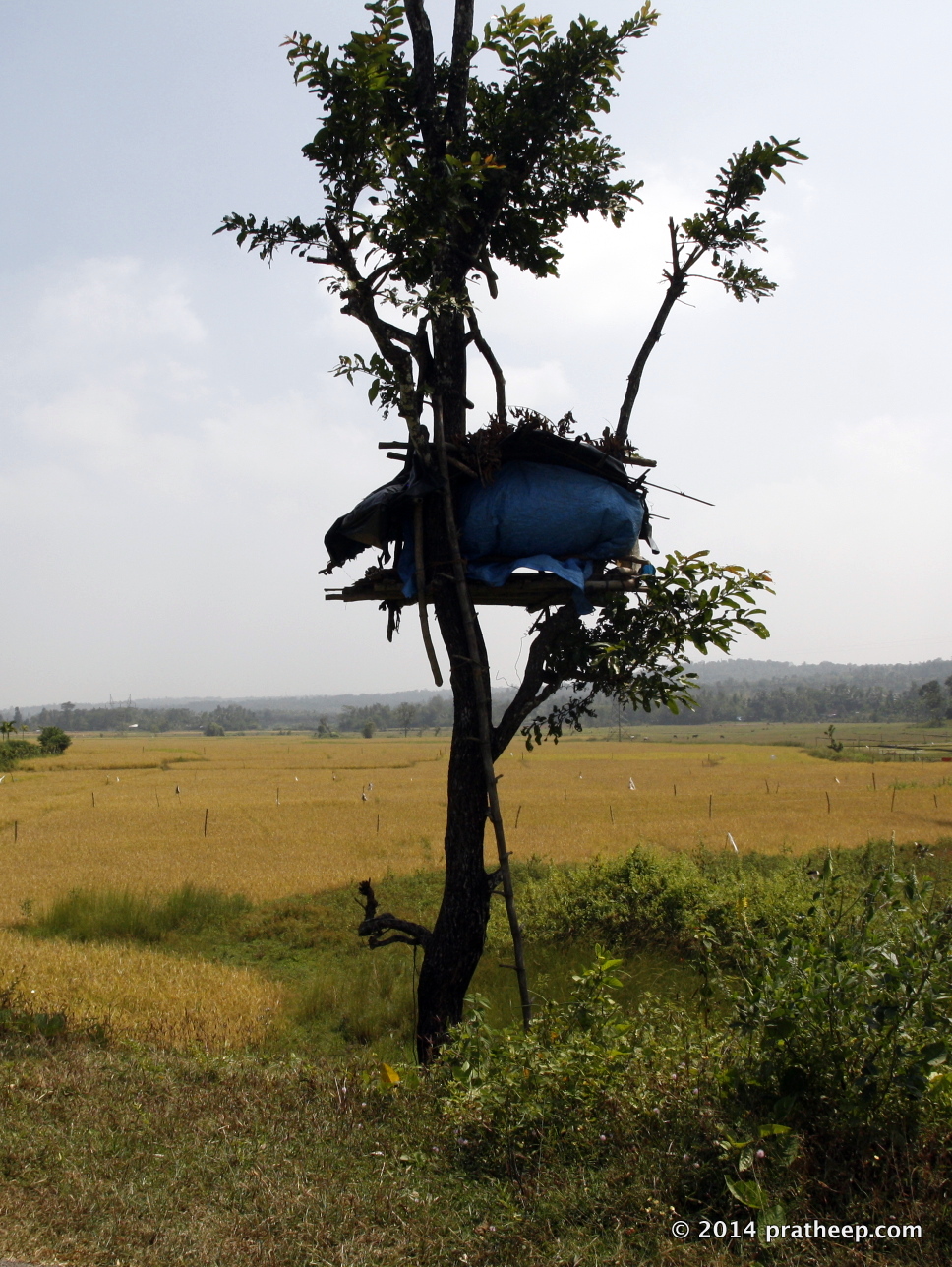 You can see many such watch posts setup on trees. This is located inside the agriculture field near the Bavali on the Kerala-Karnataka border