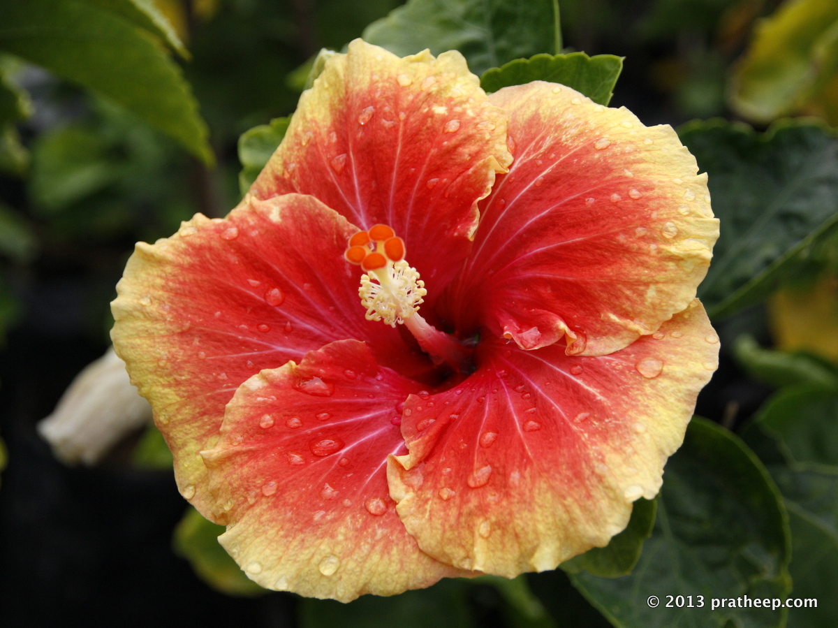 Hibiscus shot after a rain in the morning