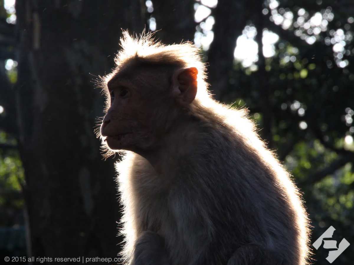 This monkey was sitting on my car's roof, just against the evening sunlight. Typically this bright beaming evening sun light would not last for more than a few minutes. I was just lucky for about 30-45 seconds, while this animal stayed still ! 
