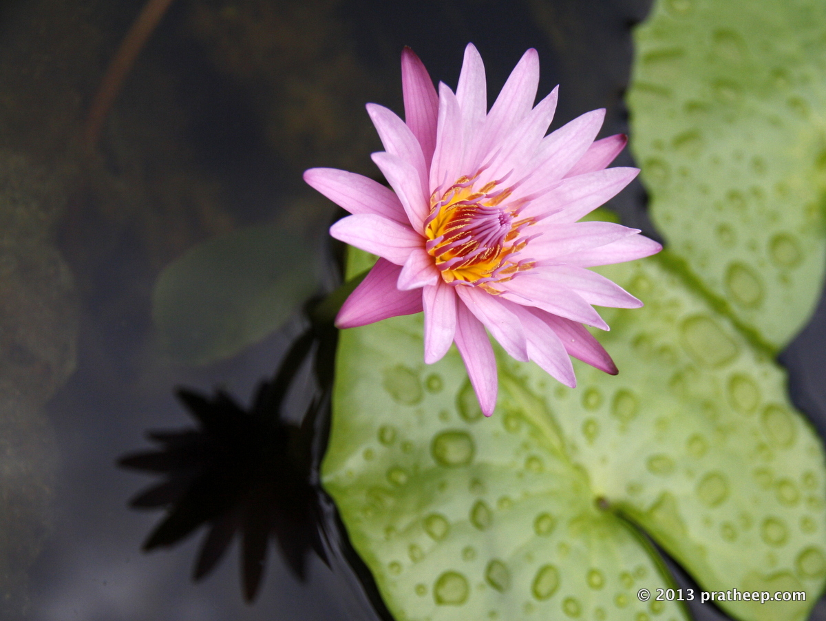 Water Lilly (Nymphaeaceae)