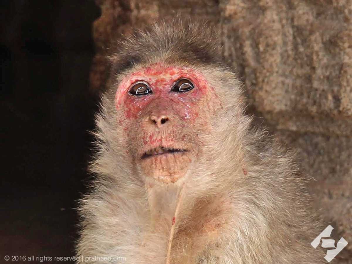 An old Bonnet Macaque 