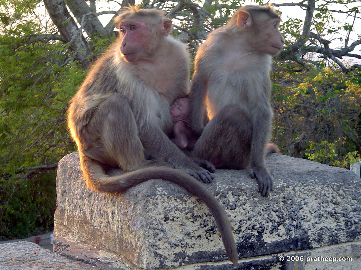 Bonnet Macaque Family