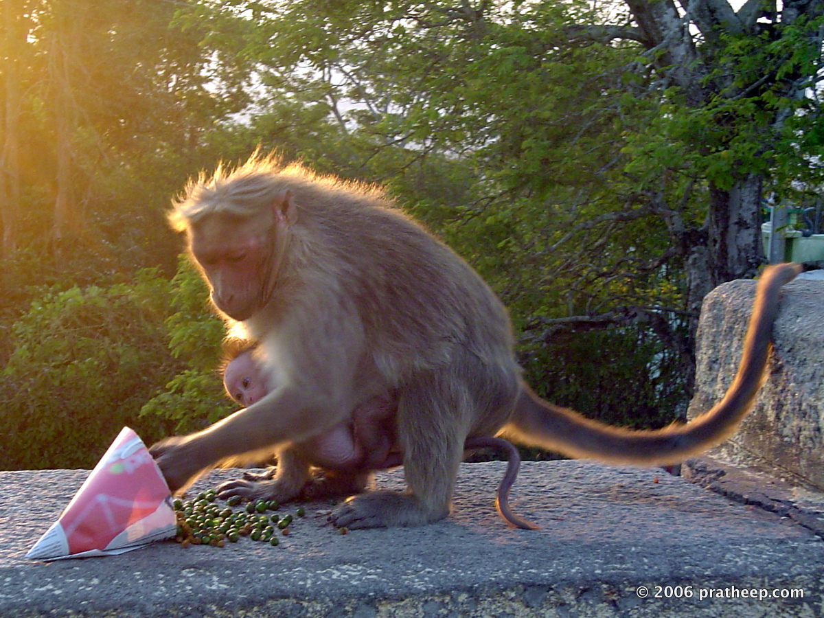 Bonnet Macaque with baby eating peanuts