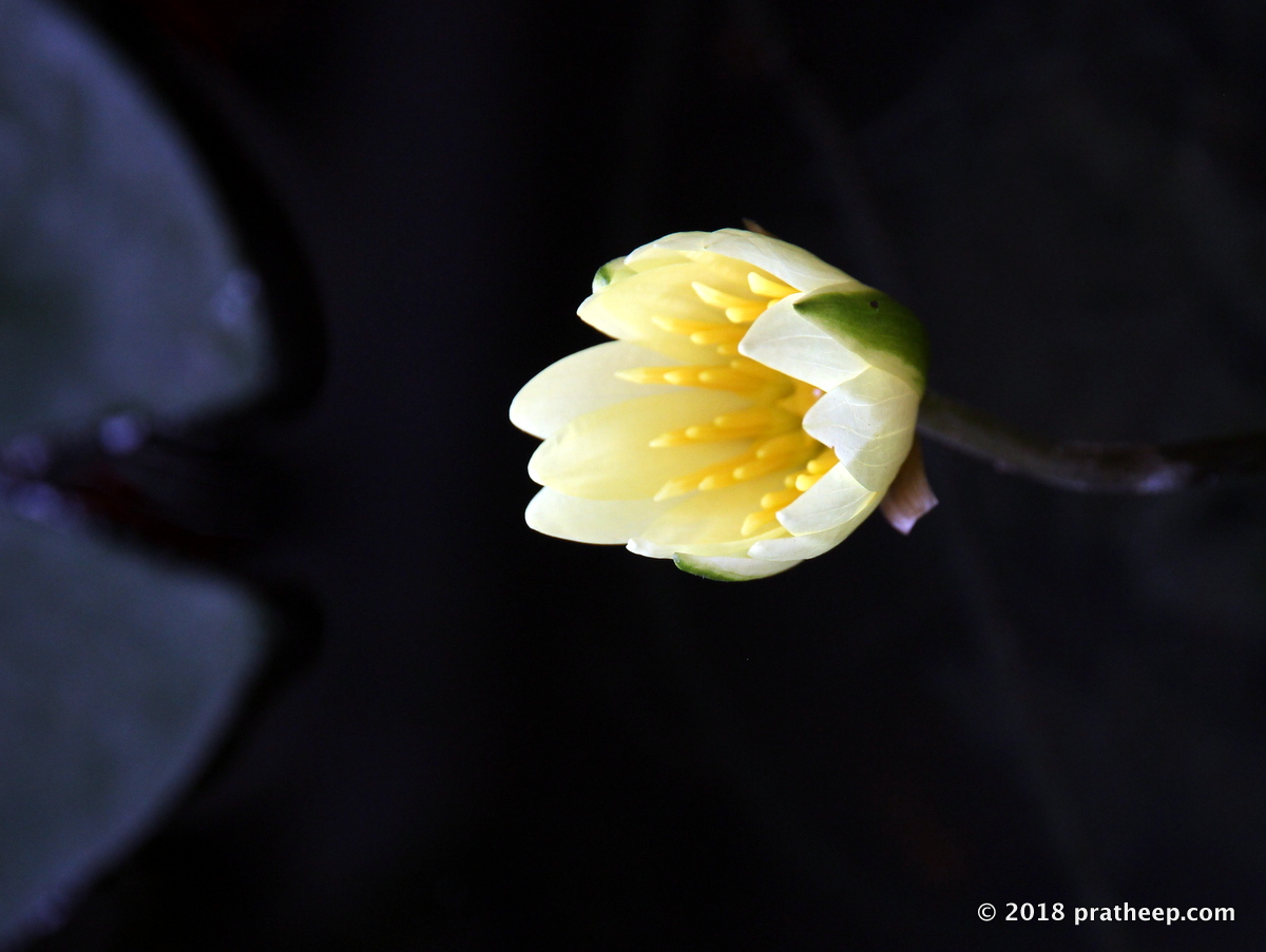 Yellow Water Lili 