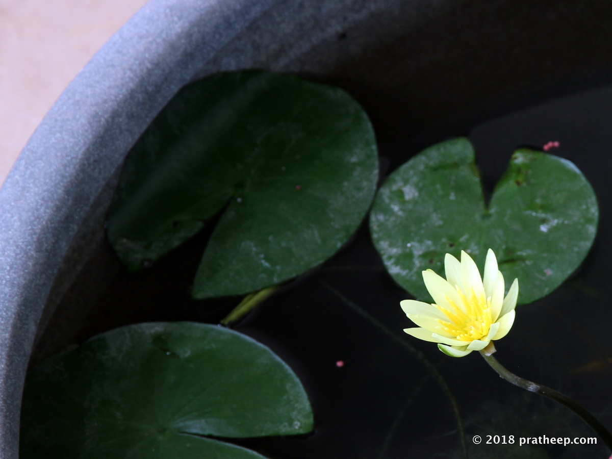 Yellow Water Lili