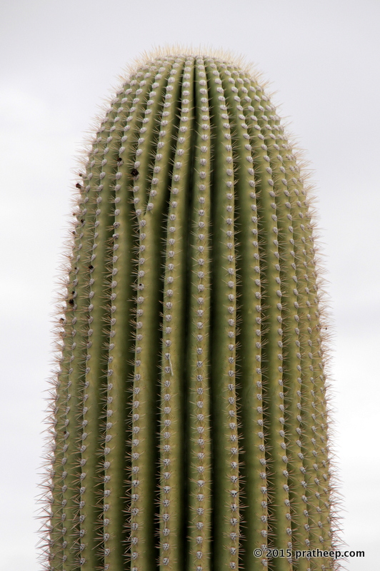 Shot in Arizona. Can grow twice the height of a person