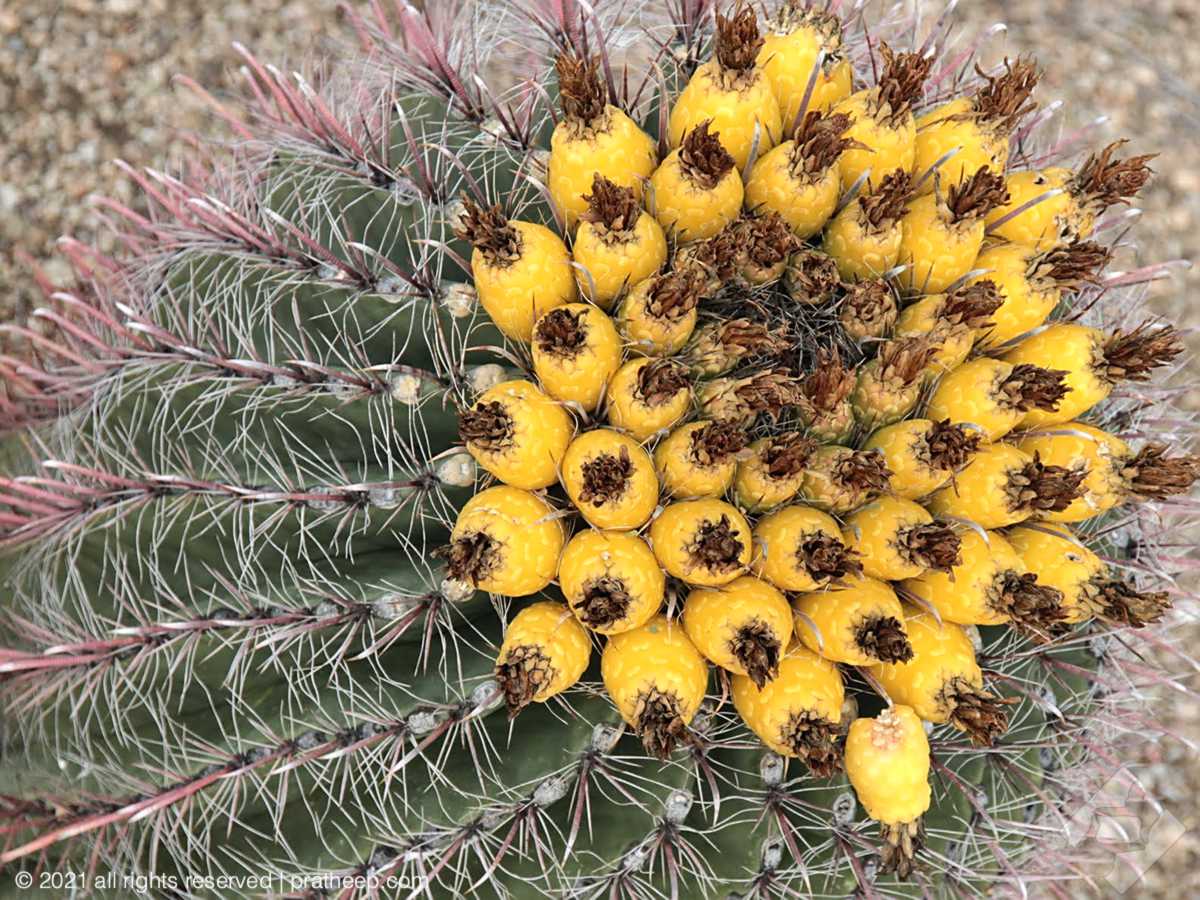 The yellow ( also red) flowers and yellow fruit always grow at the top of the cactus.