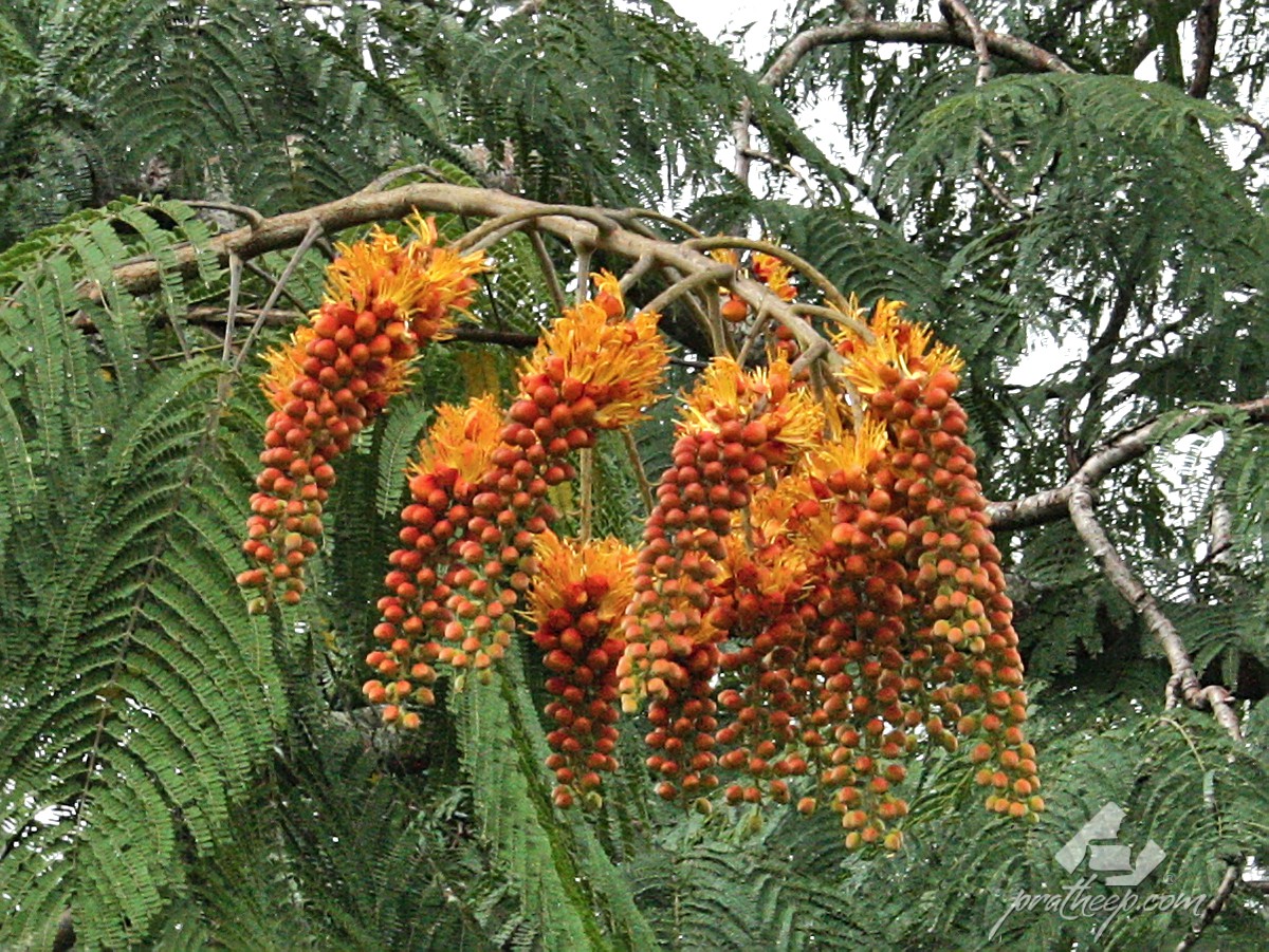 Colvillea Racemosa at Lalbagh Garden in Bangalore 