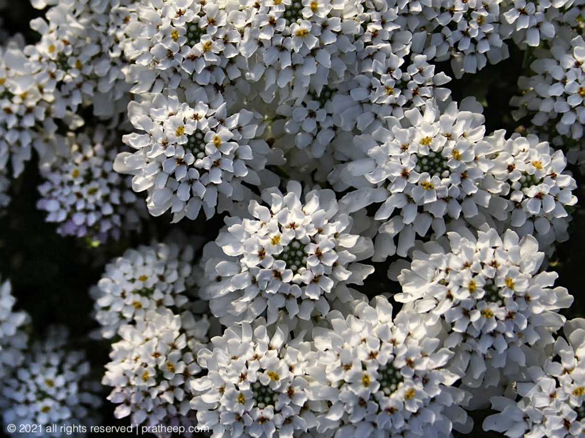 Annual Candytuft at Fatehpur Sikri 