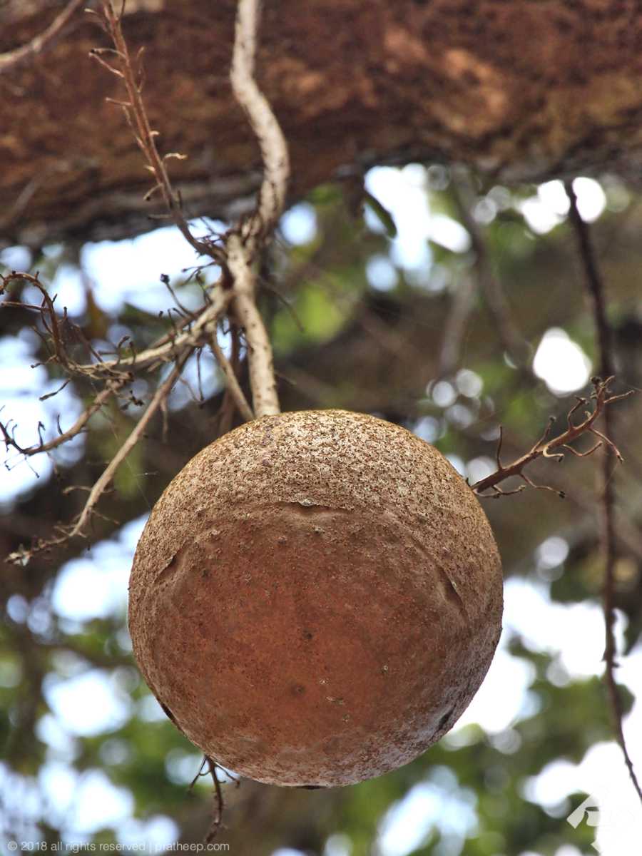 The fruits are spherical with a woody shell and reach diameters of up to 25 cm, giving the common name 