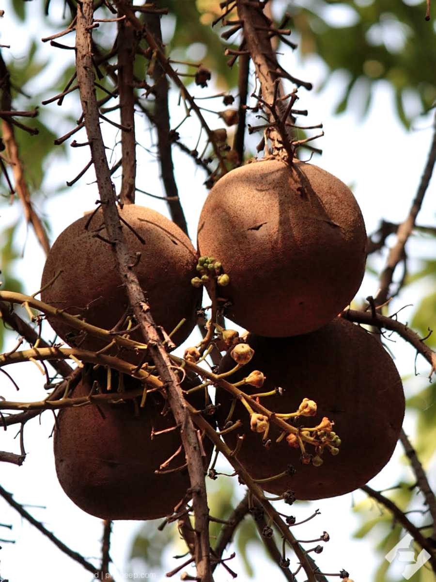 The fruits are spherical with a woody shell and reach diameters of up to 25 cm, giving the common name 