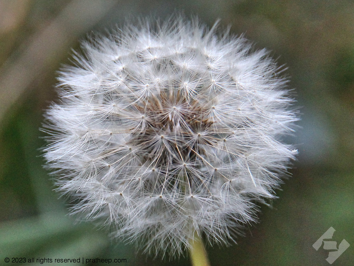 The name Dandelion ( Taraxacum officinale ) comes from the French 'dent de lion' , translates to 