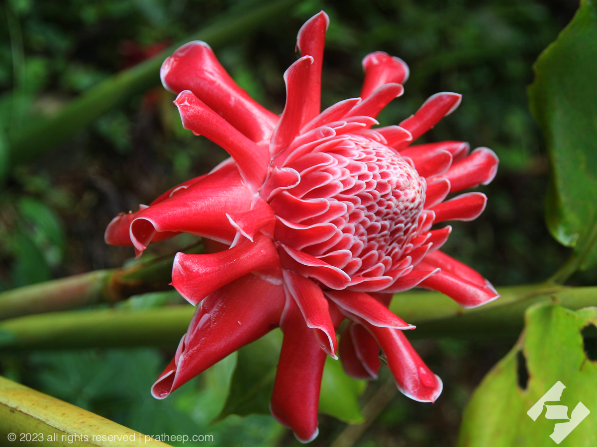 Etlingera elatior, commonly known as torch ginger is a flowering plant in the ginger family.