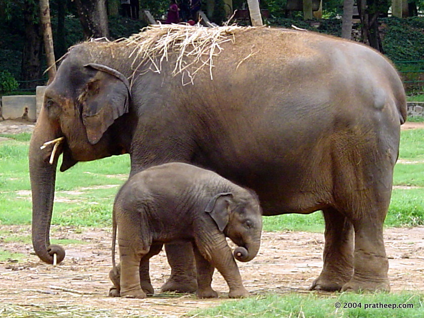 Elephant and calf at Mysore Zoo