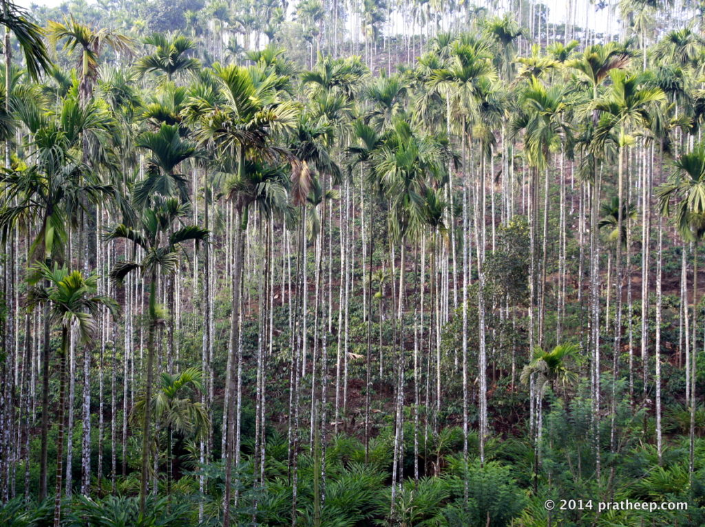 in Wayanad