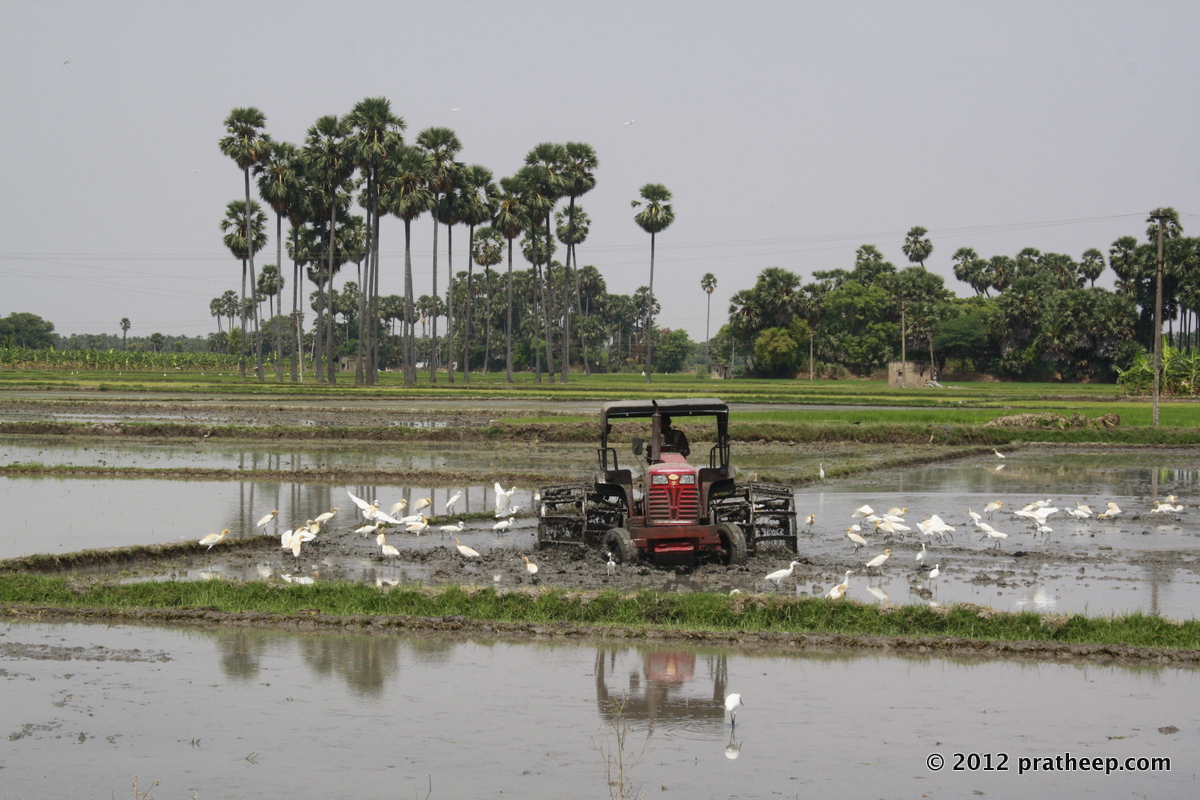 Rice Field near Tirunelveli